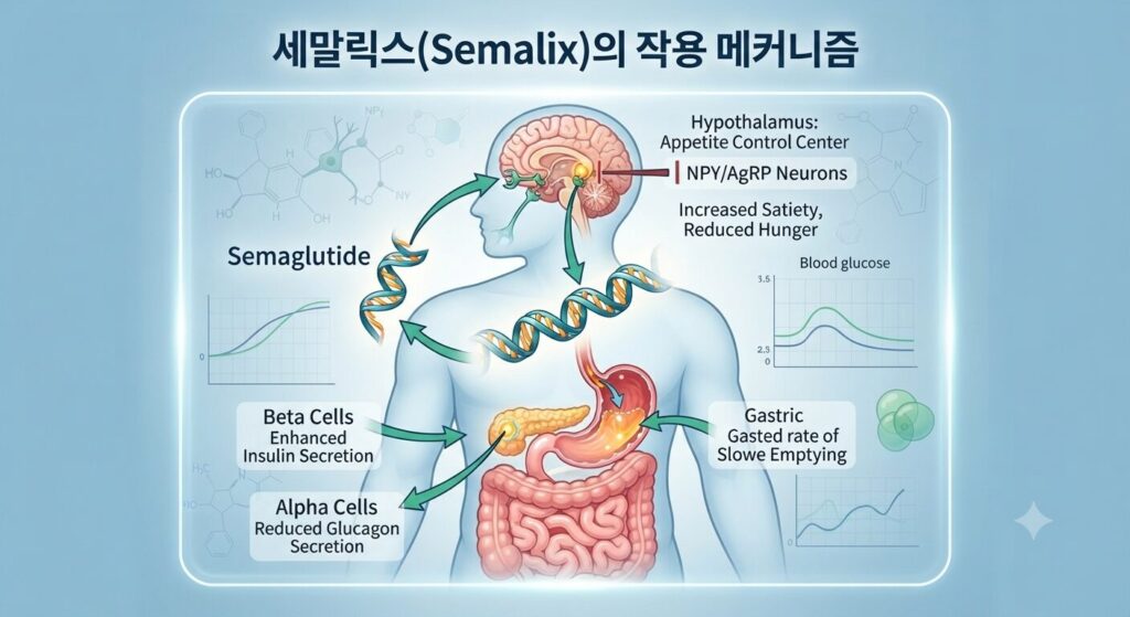 세말릭스 효능